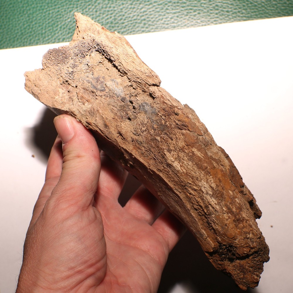 Large Dinosaur Bone Section - Authentic Fossil - Hell Creek Formation Cretaceous