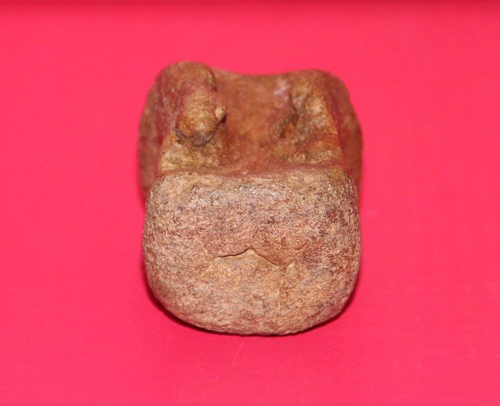 Thescelosaurus Vertebra Dinosaur Bone Authentic Hell Creek Formation Cretaceous