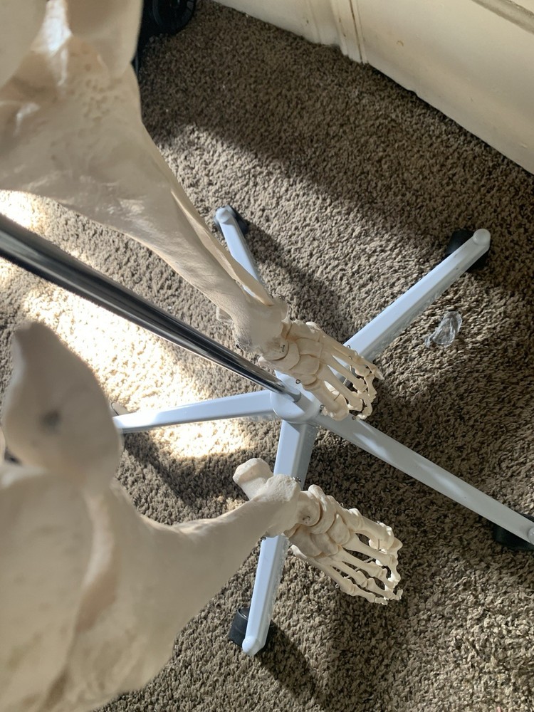 Fantastic Human Skeleton Model