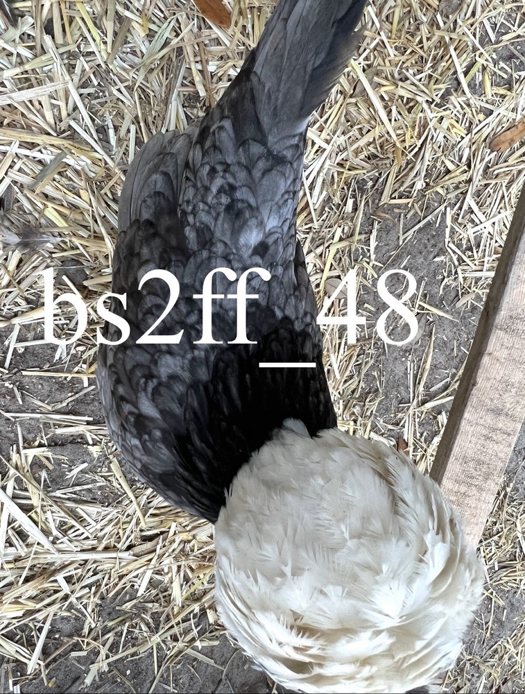 6 White Crested Blue Polish Bantam Hatching Eggs (Read Description!!!)