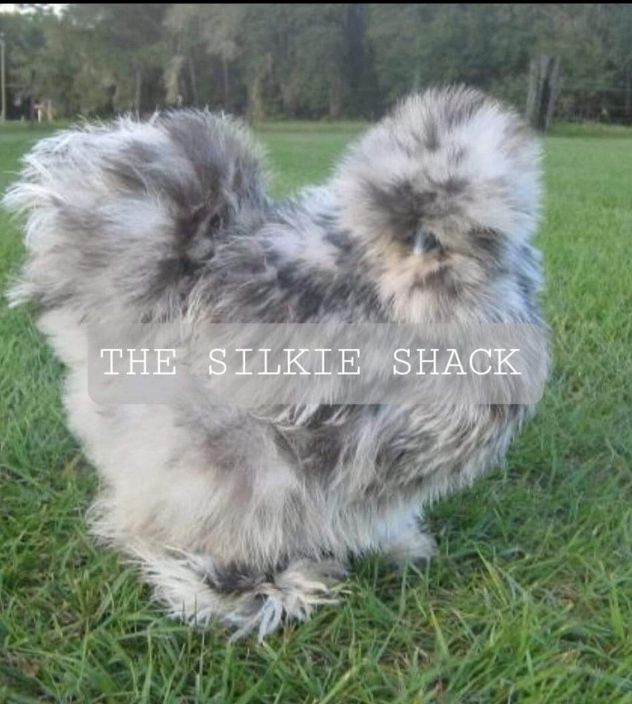 Silkie Chicken Hatching Eggs NPIP Certified