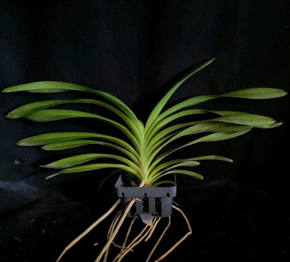 Vanda lombokensis