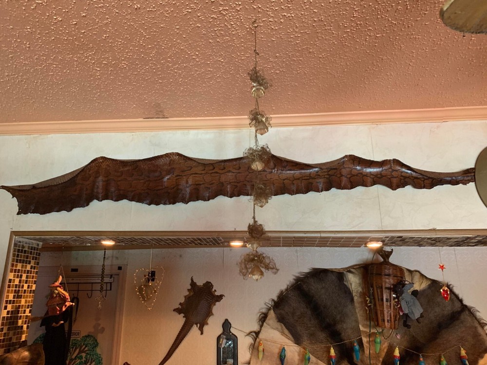 antique west african rock python skin