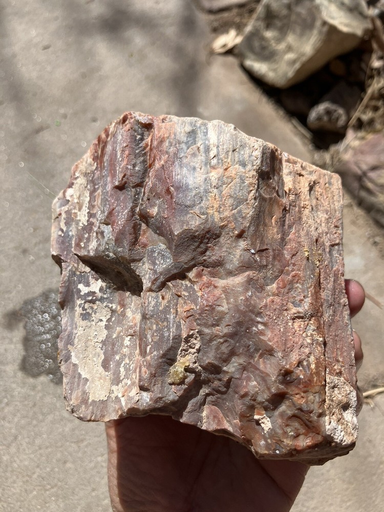 Arizona Petrified Wood Specimen