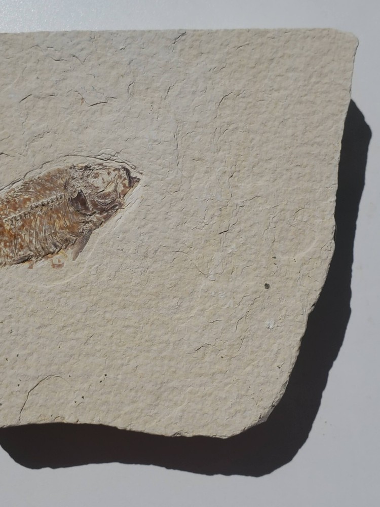 Partial Knighta Fish Fossil 