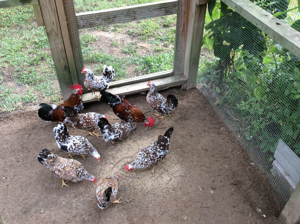 10 Olandsk Dwarf Bantam Eggs🏅Very Rare🏅