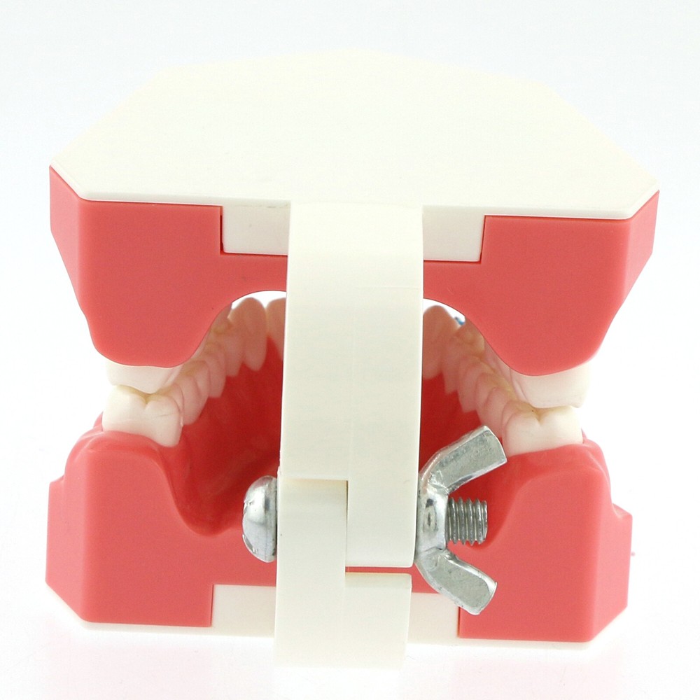 US Dental Teach Typodont Demonstration Teeth Model For Patient Study with Brace