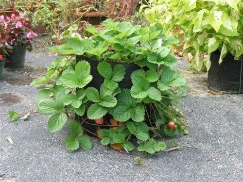 Smart Pots 200-Gallon Smart Pot Soft-Sided Container Black 10200