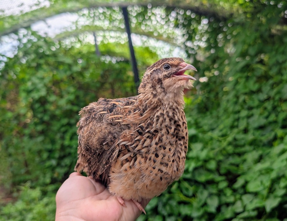 130 ++ Rainbow Coturnix Quail Hatching Eggs NPIP