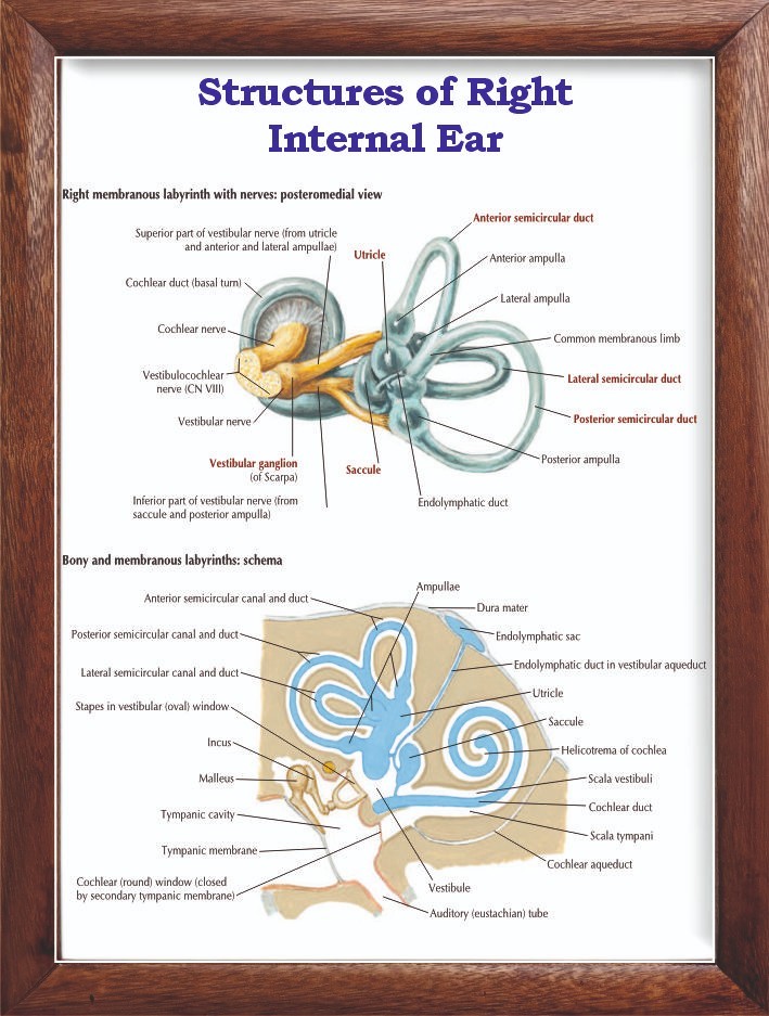 Structures of Right Internal Ear Chart 12x18 inches
