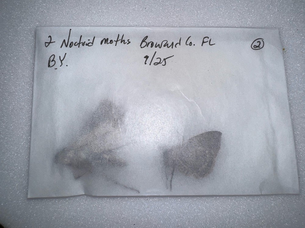 2 NOCTUID MOTHS BY 9/25 - 2