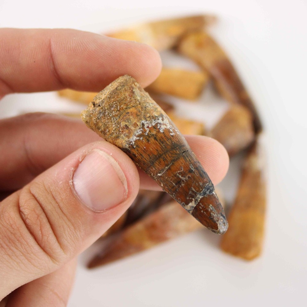 Original Spinosaurus Tooth - Excellent Quality - With Display Case