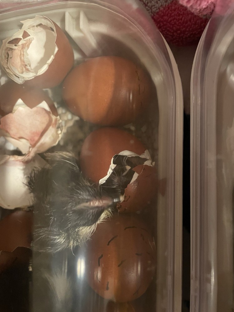 1 Dozen Black Copper Marans Hatching Eggs!