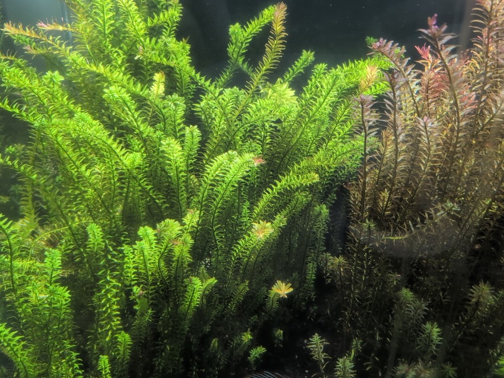 rotala super green