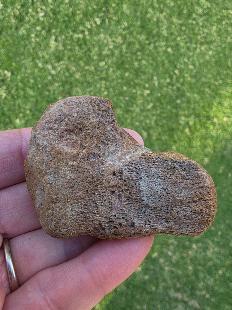 Partially Digested Mosasaur Thoracic Vertebrae TX Fossil Mosasaurus