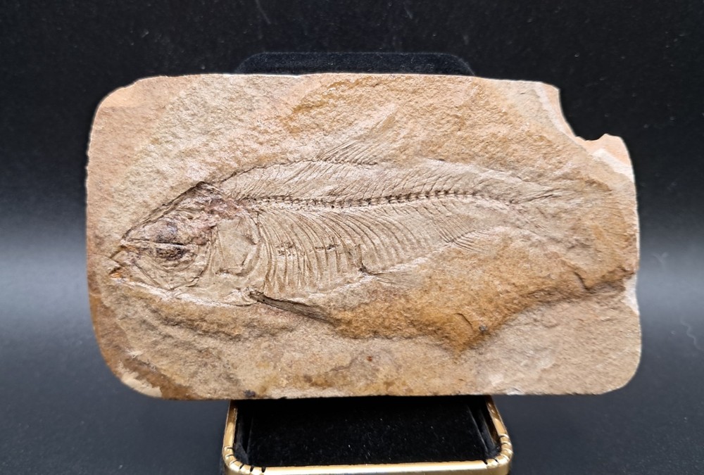 Fossil Fish Green River Formation Wyoming AAA Quality
