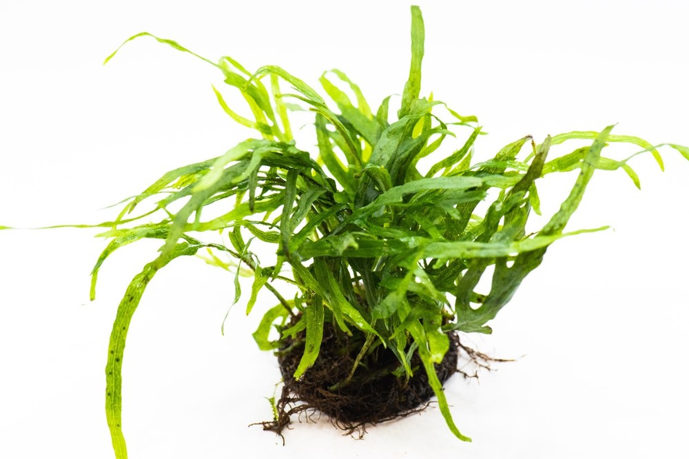 Java Fern 'Trident' – Live Aquarium Plant on Nutripad