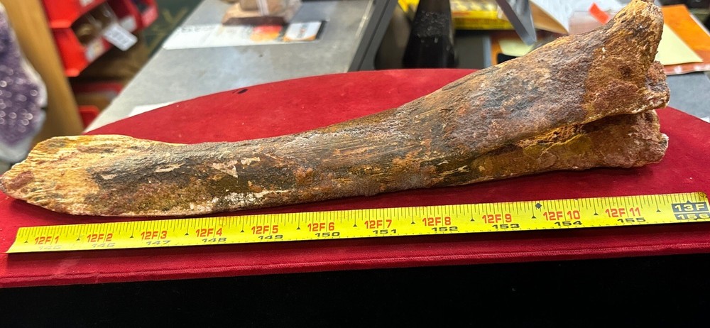 Hadrosaur Chevron Bone