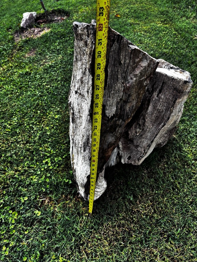 Large Petrified Wood Log