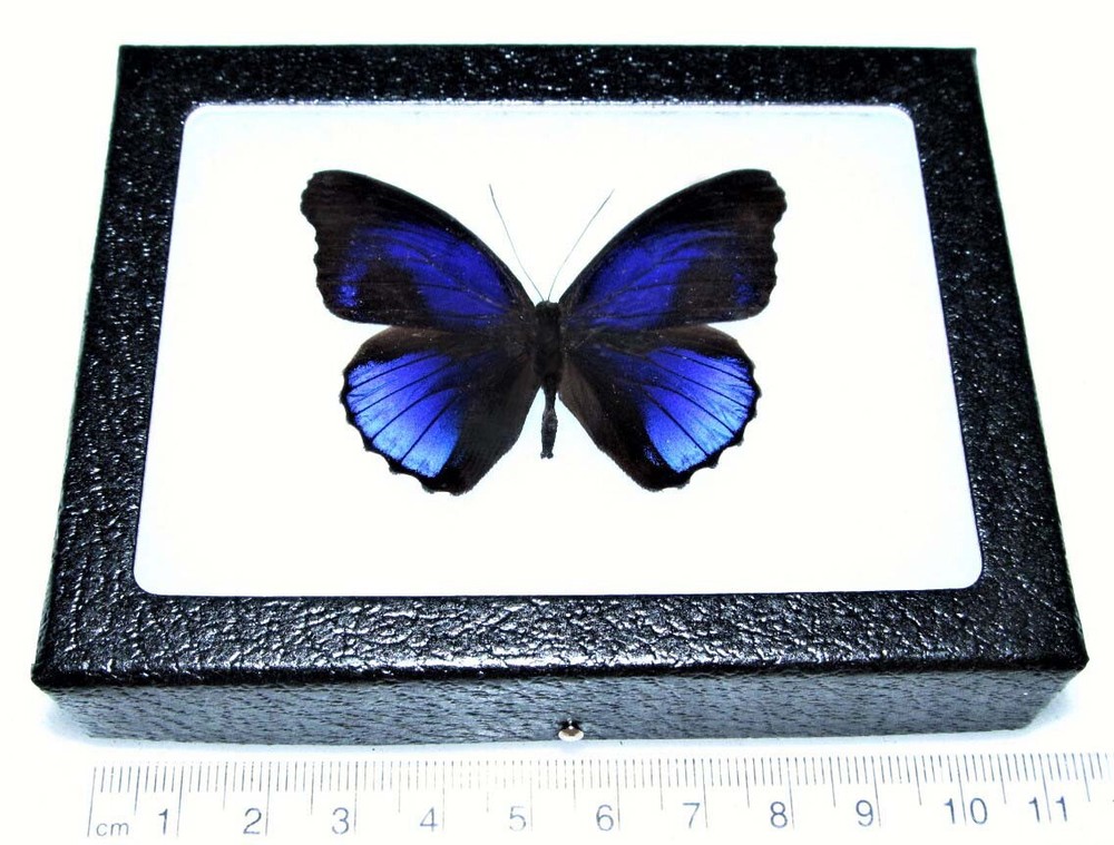 Eunica excelsa REAL FRAMED BUTTERFLY BLUE PERU