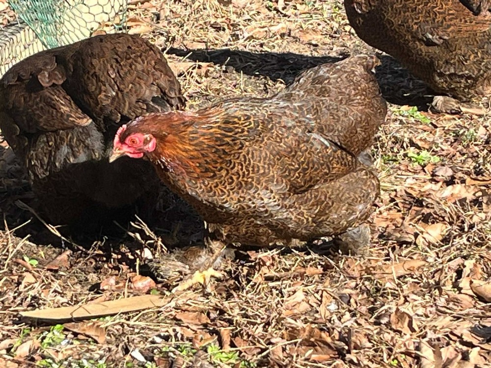 12 + 2 Double Laced Partridge Bantam Cochin Hatching Eggs