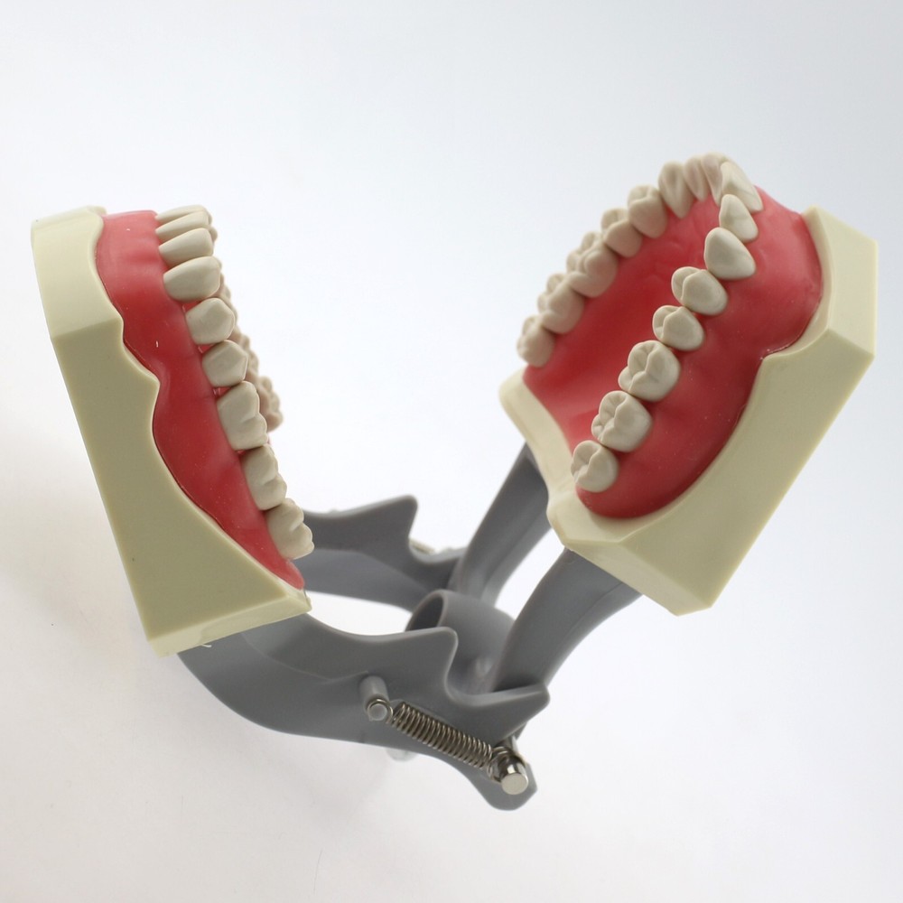 Dental Typodont Teeth Model Columbia 860 32 Removable Teeth Training Dentoform
