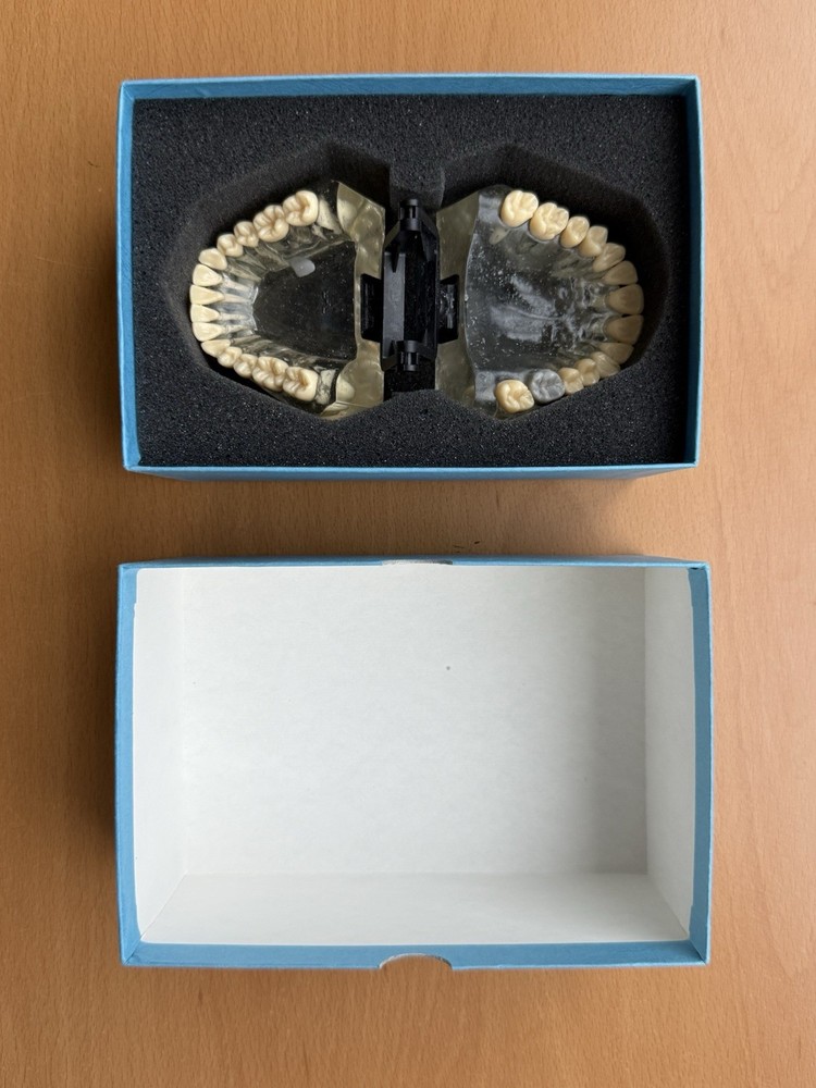 Viade Clear Teeth with Hinge Model - #2072