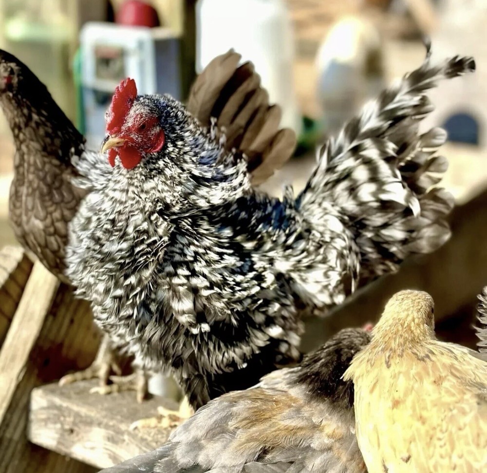 Serama Chicken Hatching Eggs 6+