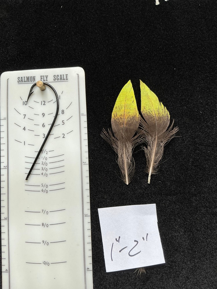 Monal Impeyan Pheasant feathers