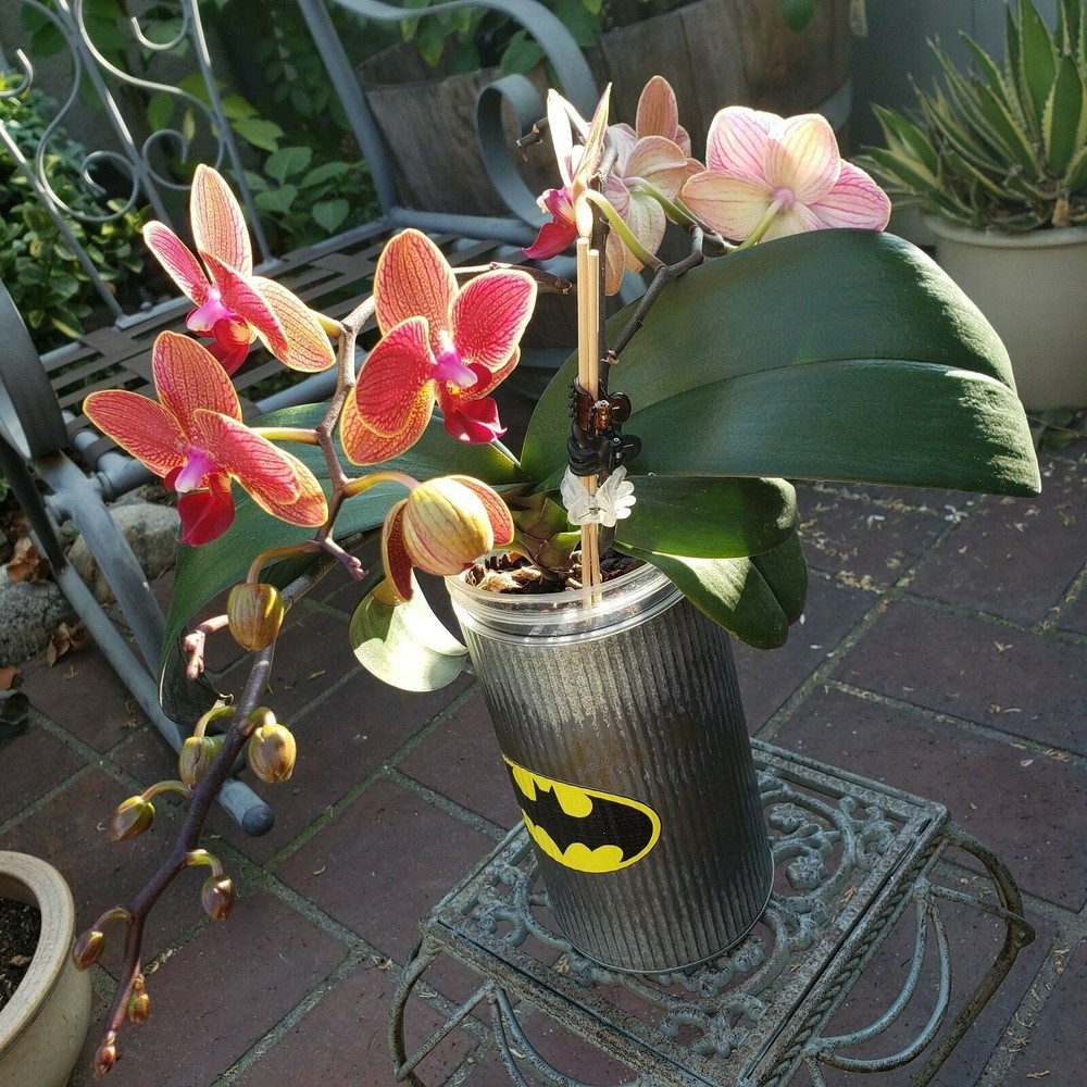 Batman Metal Plant Vase