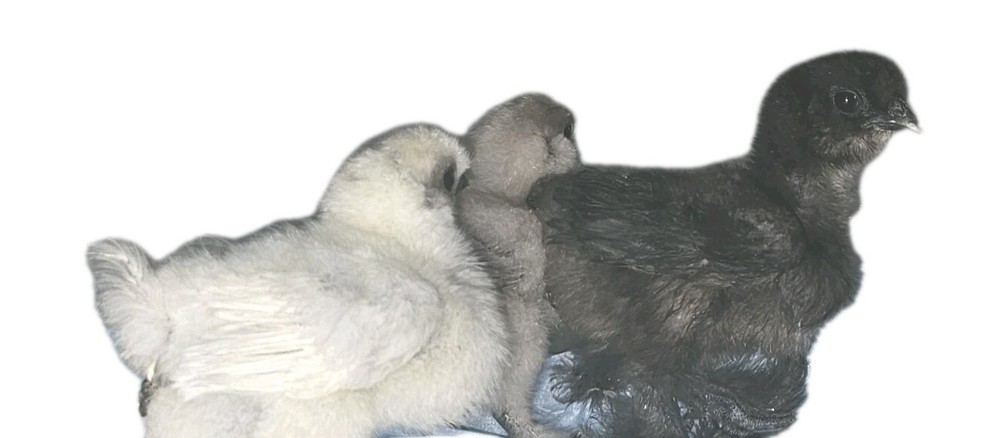 24 Silkie Hatching Eggs