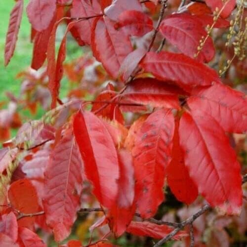 Sourwood Tree Seedlings
