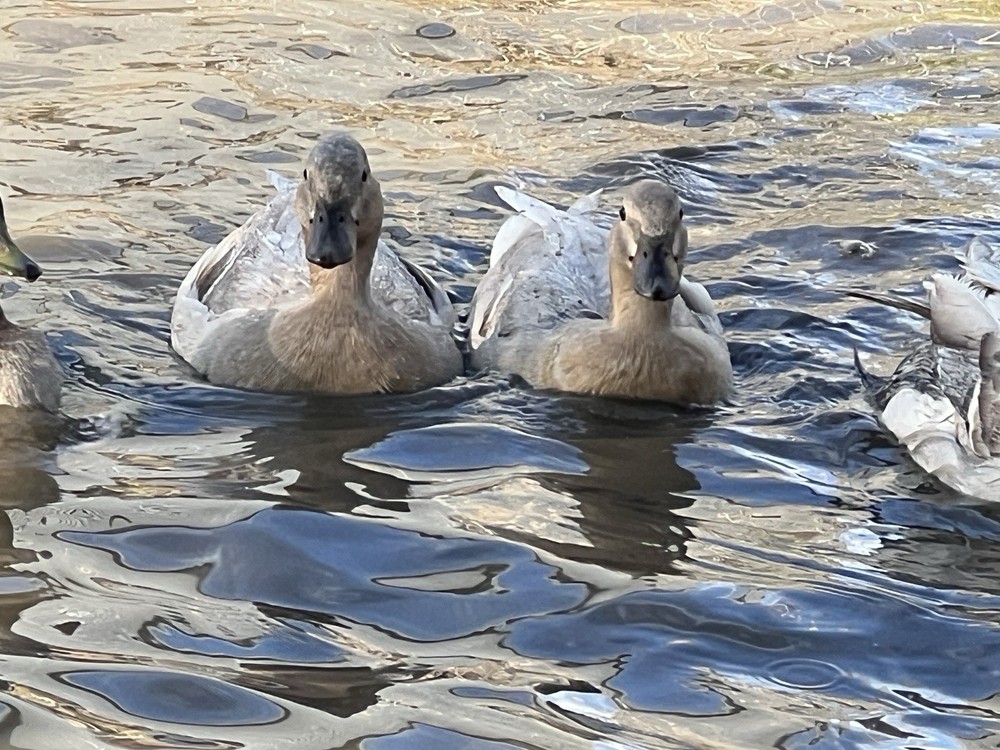 Call Duck Hatching Eggs 10