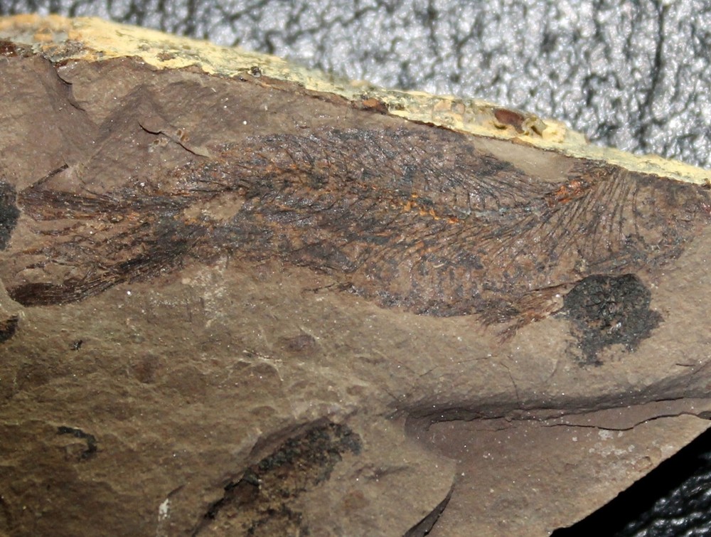 Clupea sp - Oligocene fossil fish