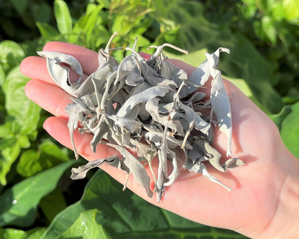 Mini Smudge Kit: White Sage Leaves, Abalone Shell, Smudging Feather & Stand