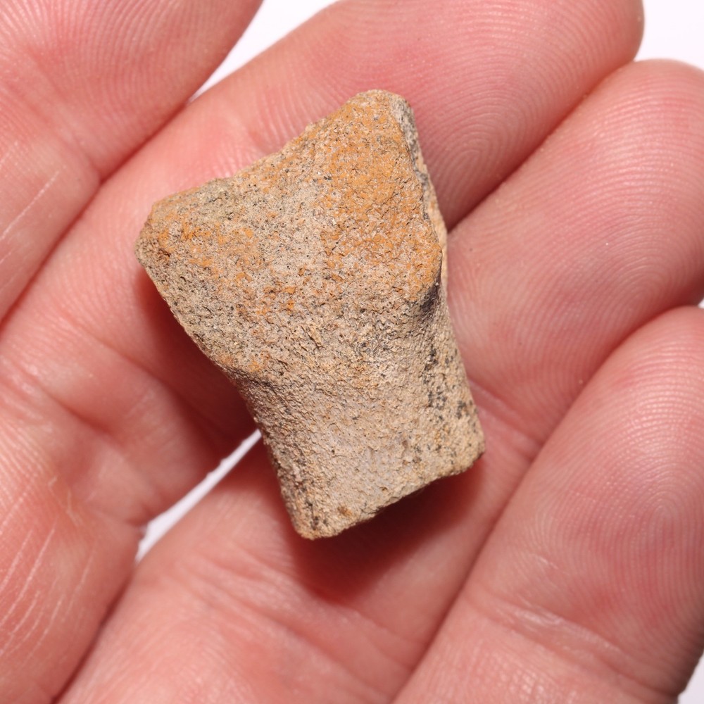 Hollow Raptor Bone - Hell Creek Formation Cretaceous
