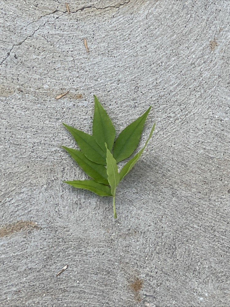 Leaf
