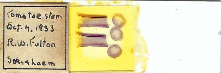 Tomato Stem Microscope Slide