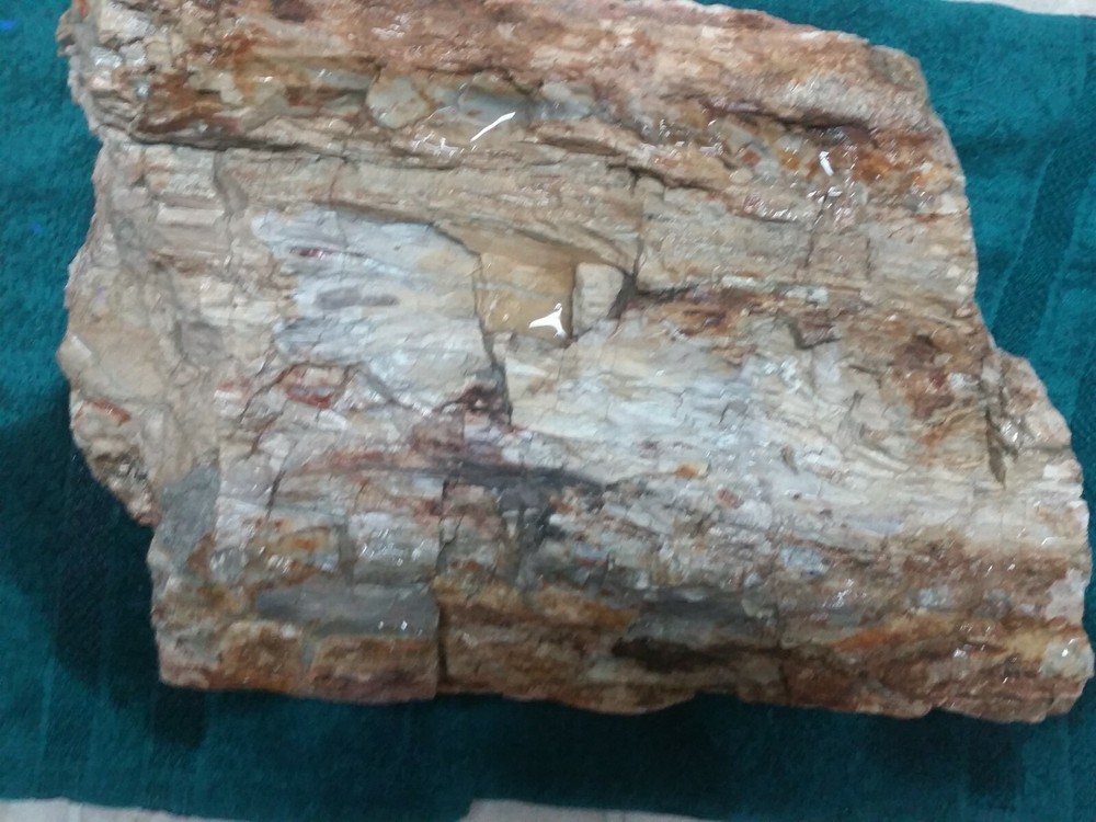 Petrified Jurassic Conifer Half Colorado