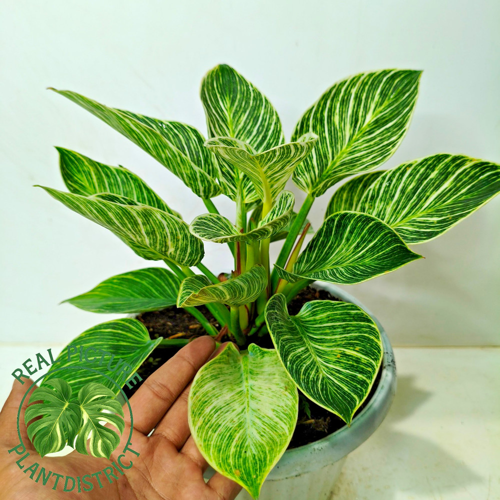 Actual Image Philodendron Birkin Mutation Large Size Free Phyto