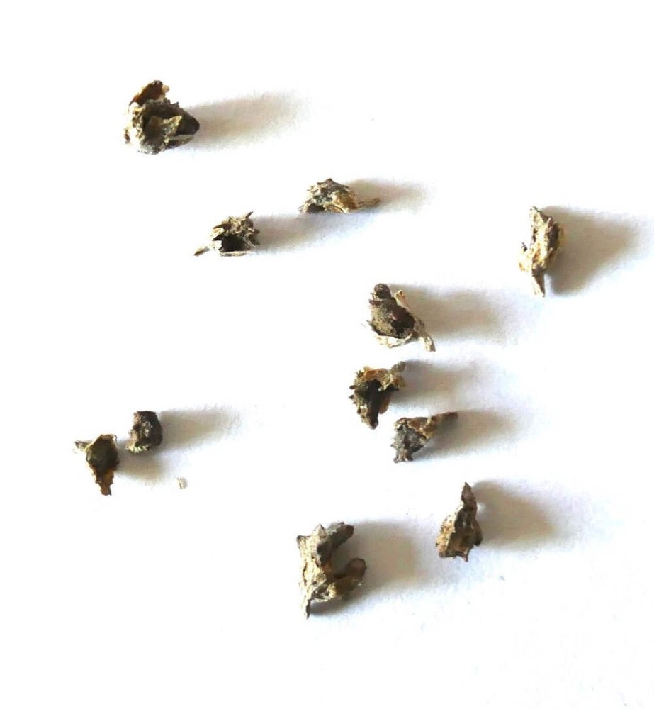 Echium webbii 10 SEEDS - Webb's bugloss | Echium