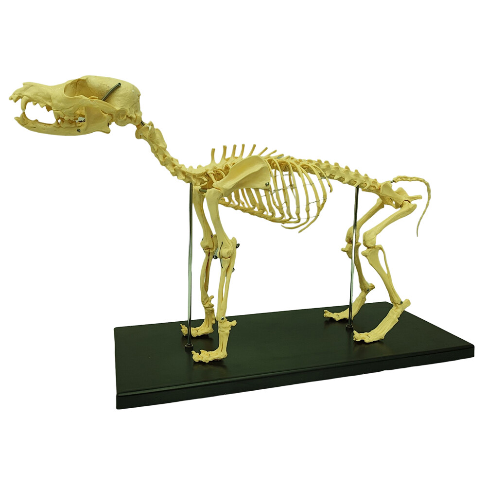 Model Canine Skeleton Standard Size Dog Display Lab Study Veterinary Animal