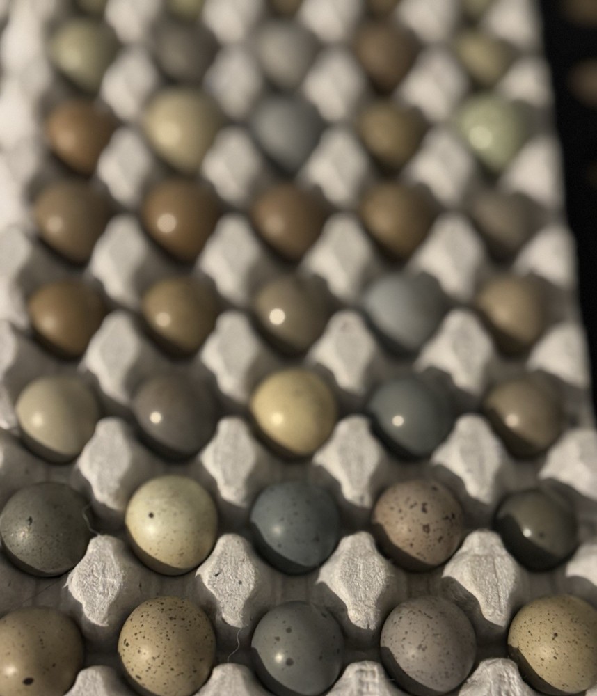 40 Button Quail Hatching Eggs Multiple Colors