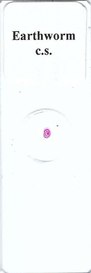 Earthworm c.s. Microscope Slide