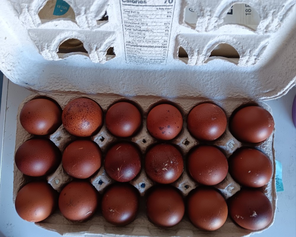 12+ Rainbow Hatching Eggs – Marans, English Orpingtons, Olive Egger, Moss & AM