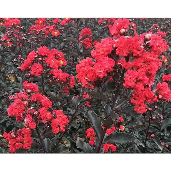 Ruby Thunderstruck Crape Myrtle Starter Lagerstroemia Rooted "STARTER" Plant