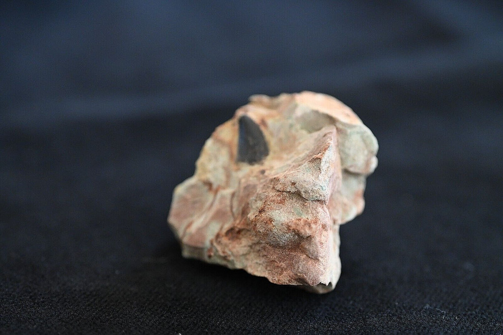 Moroccan Theropod Tooth in Matrix