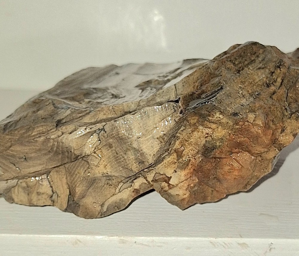 Petrified Wood