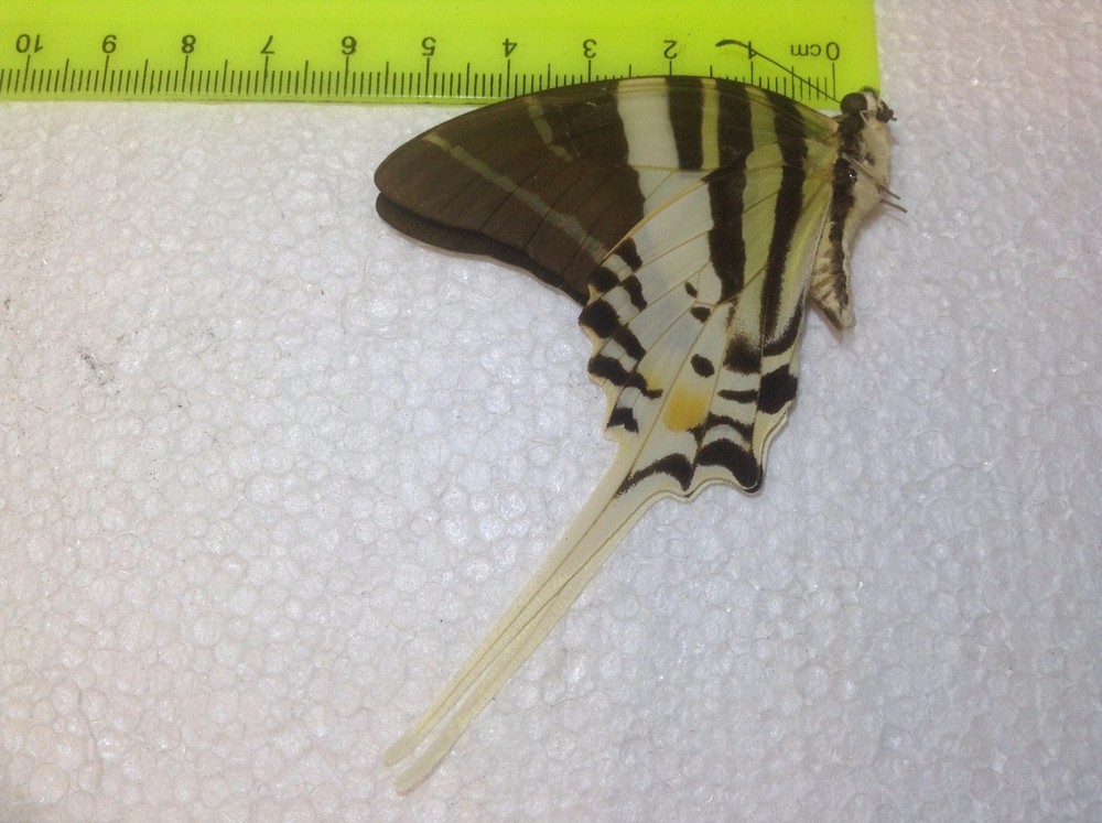 IND 00 A+/ A Graphium androcles Swordtail JUMBO Papilio