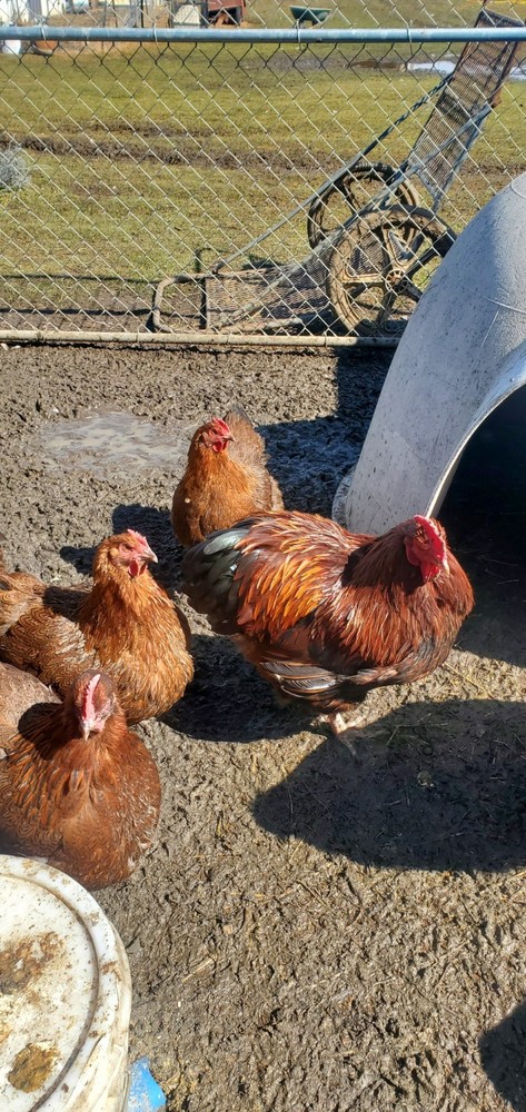 8+ Partridge English Orpington Hatching Eggs 🥚 🐣🐣🥚